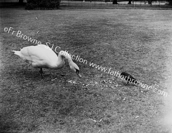 SWAN AND JACKDAW ON LAWN